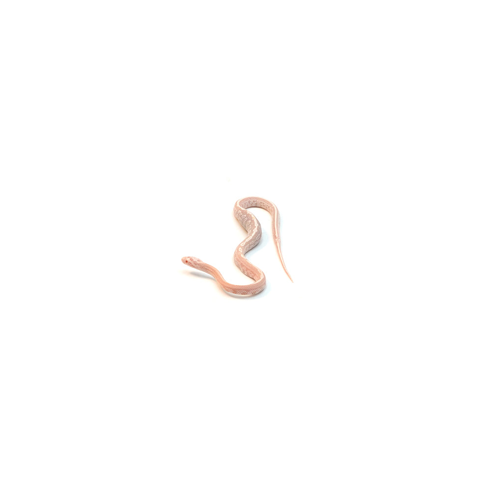 Snow Salmon Tessera Corn Snake