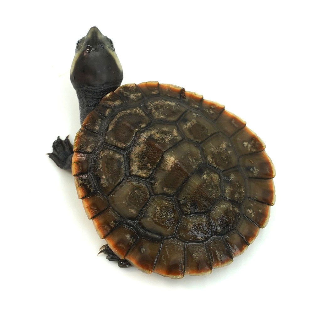 Red-bellied Short-necked Turtle