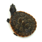 Red-bellied Short-necked Turtle