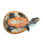 Red-bellied Short-necked Turtle