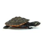 Red-bellied Short-necked Turtle