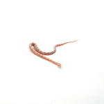 Snow Salmon Corn Snake