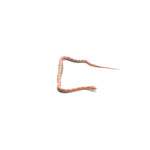 Snow Salmon Corn Snake