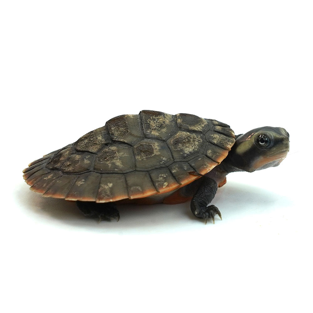 Red-bellied Short-necked Turtle