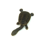 Northern Snake-necked Turtle