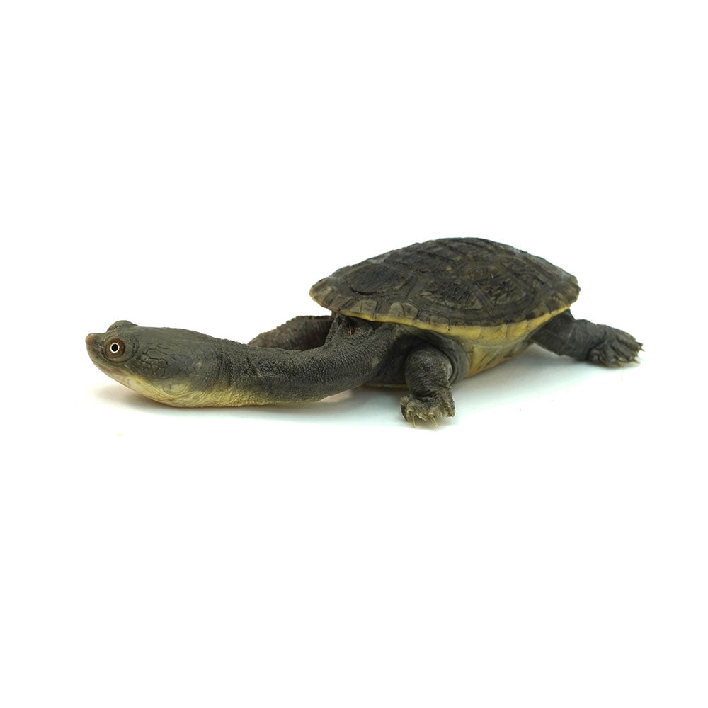 Northern Snake-necked Turtle