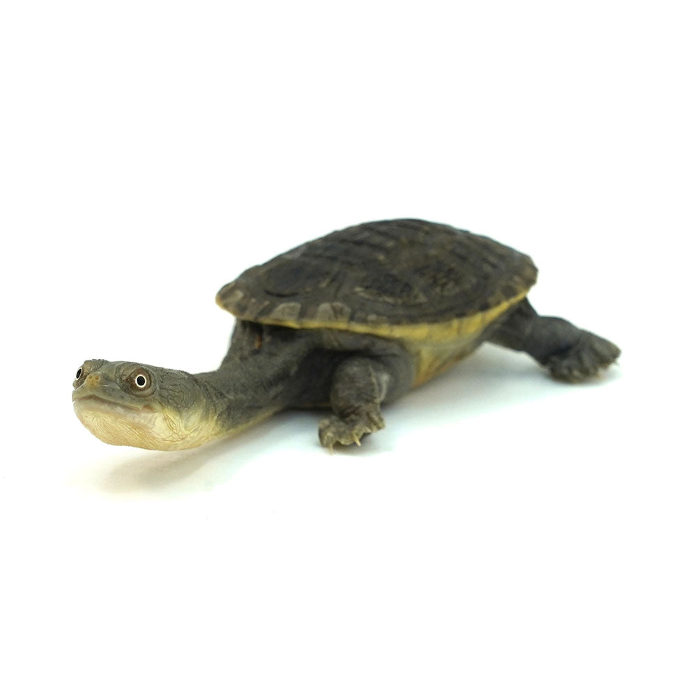 Northern Snake-necked Turtle