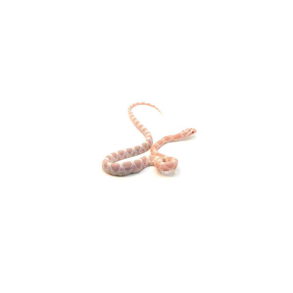 Snow Salmon Corn Snake