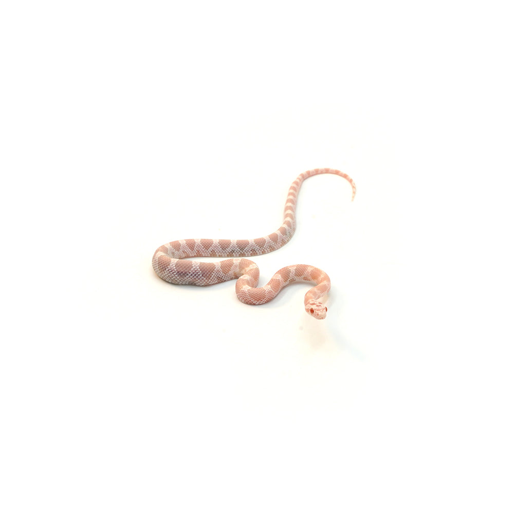 Snow Salmon Corn Snake