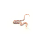 Snow Salmon Corn Snake