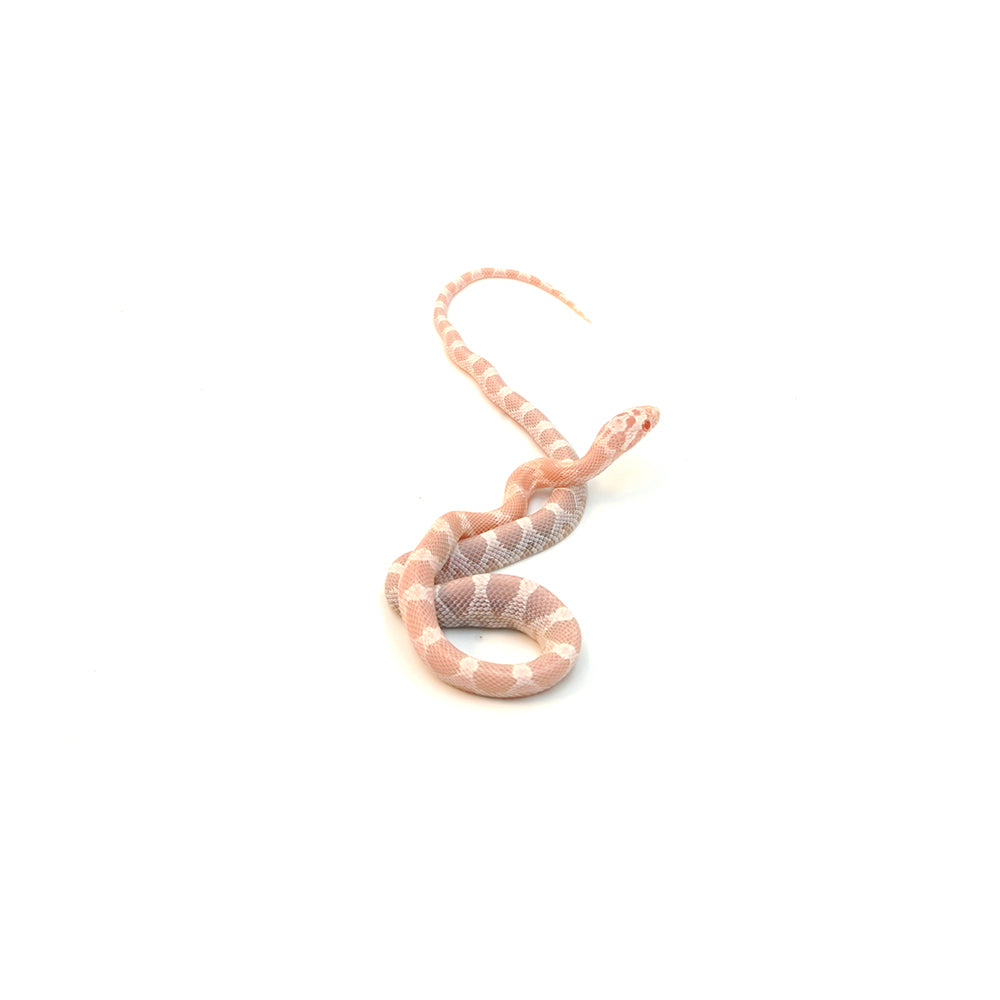 Snow Salmon Corn Snake