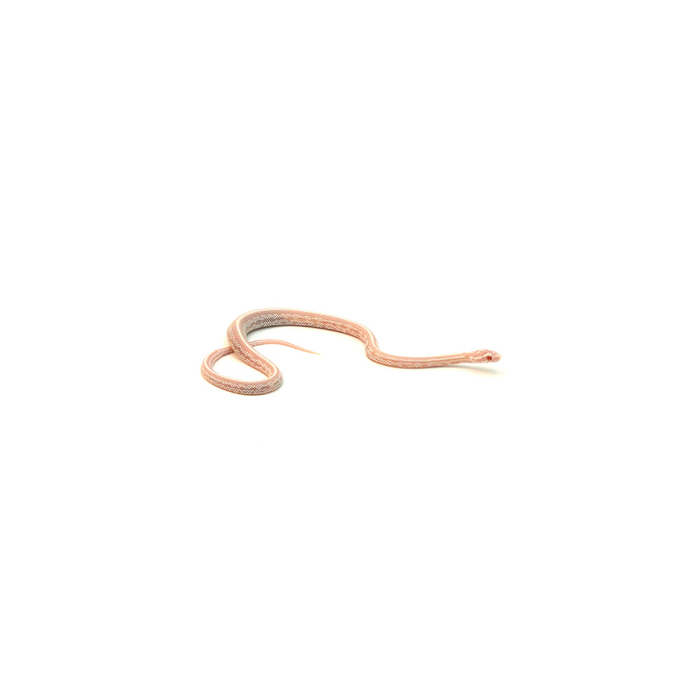 Snow Stripe Corn Snake