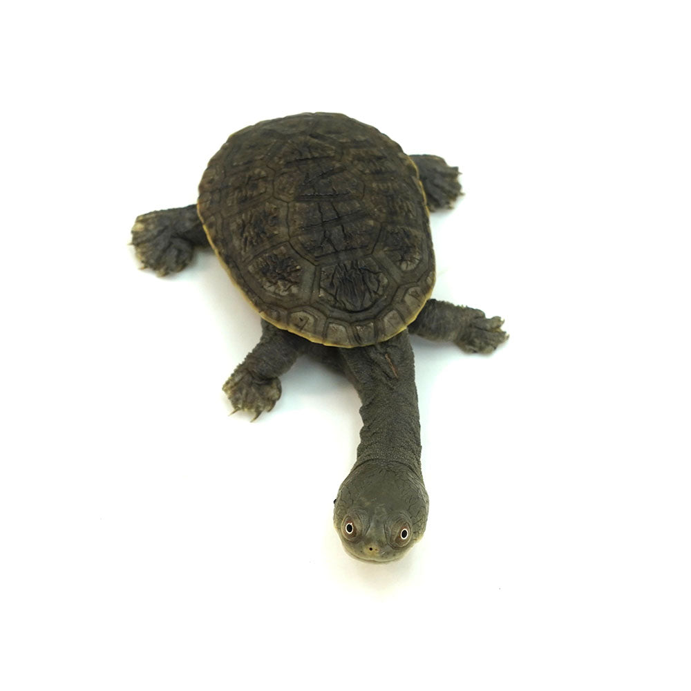 Northern Snake-necked Turtle