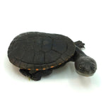 Reimann's Snake-necked Turtle
