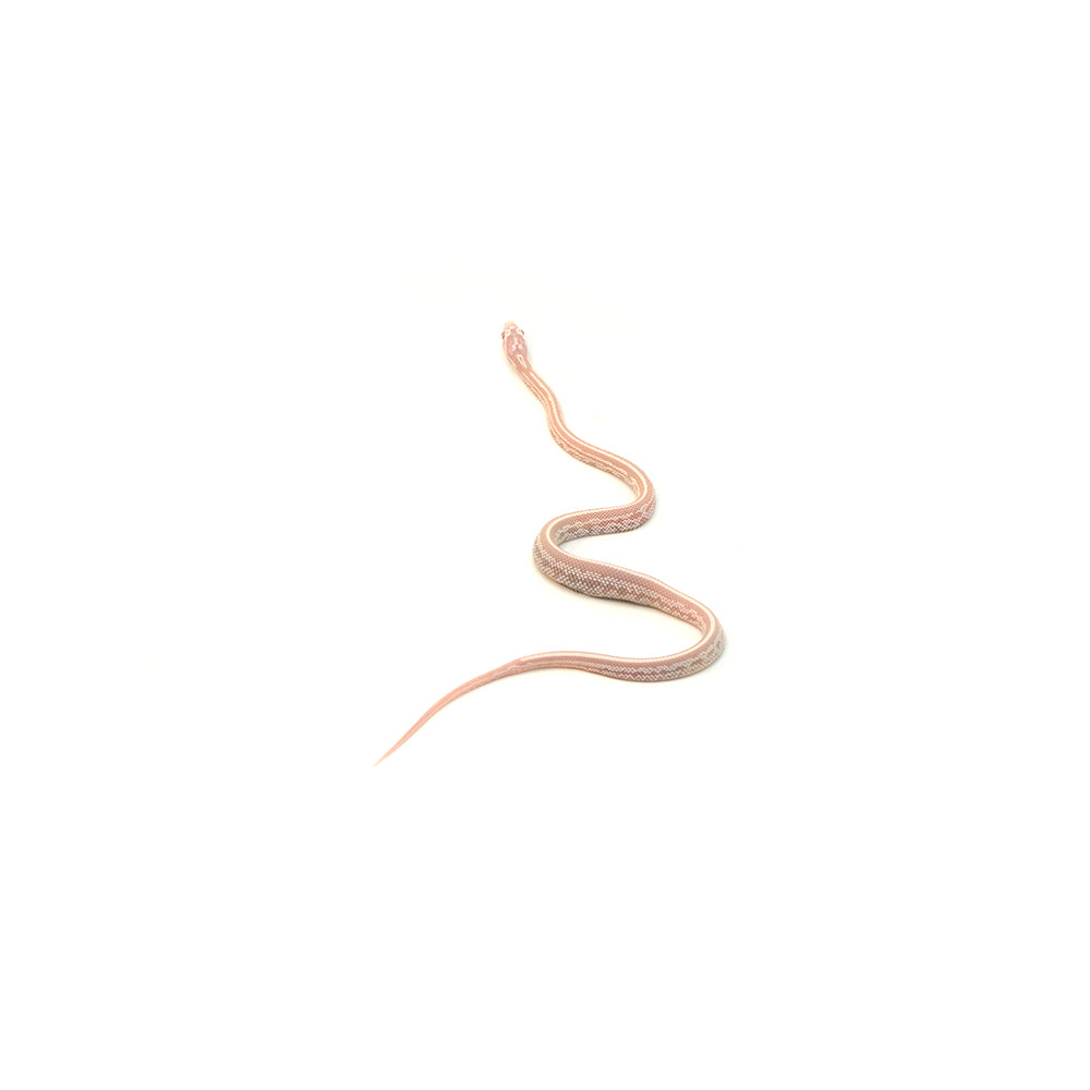 Snow Stripe Corn Snake