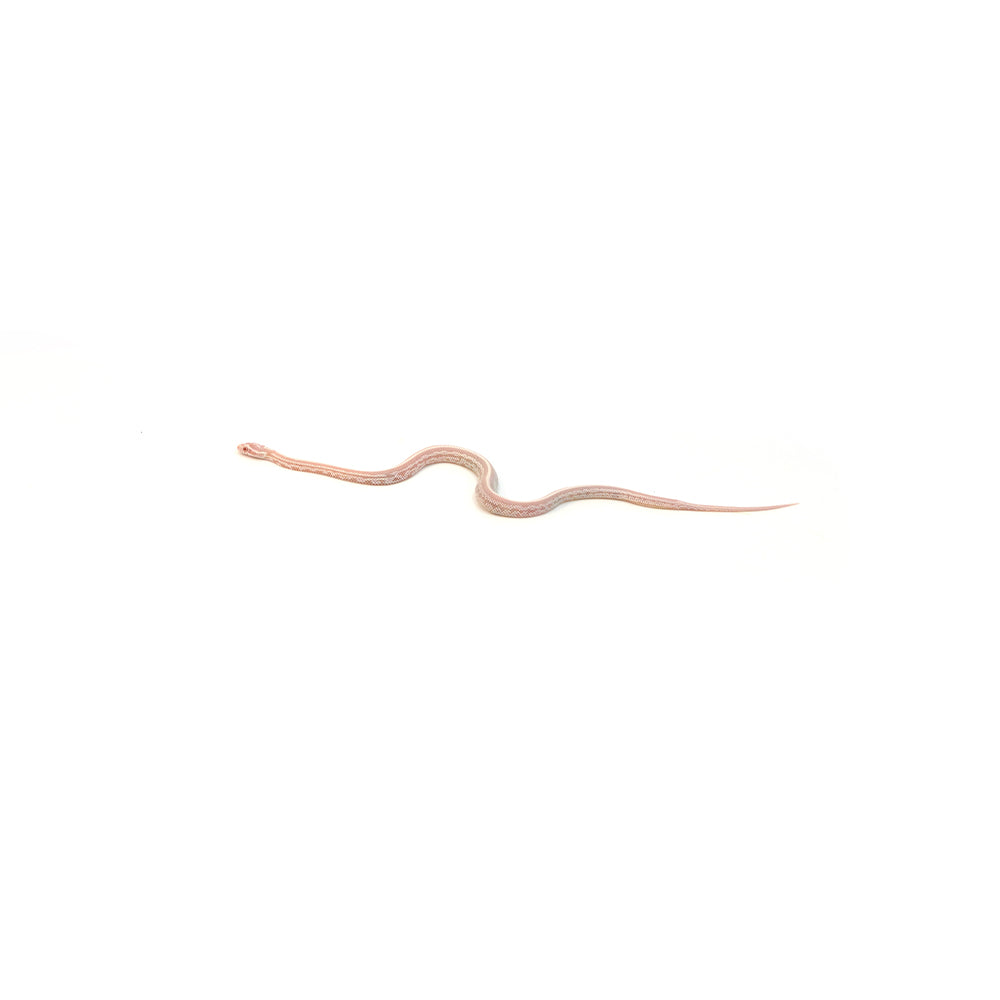 Snow Stripe Corn Snake
