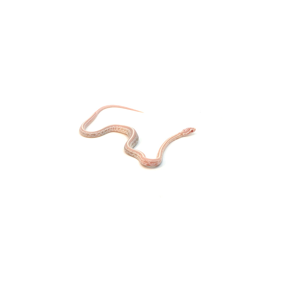 Snow Stripe Corn Snake