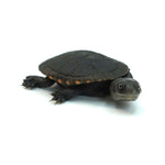 Reimann's Snake-necked Turtle