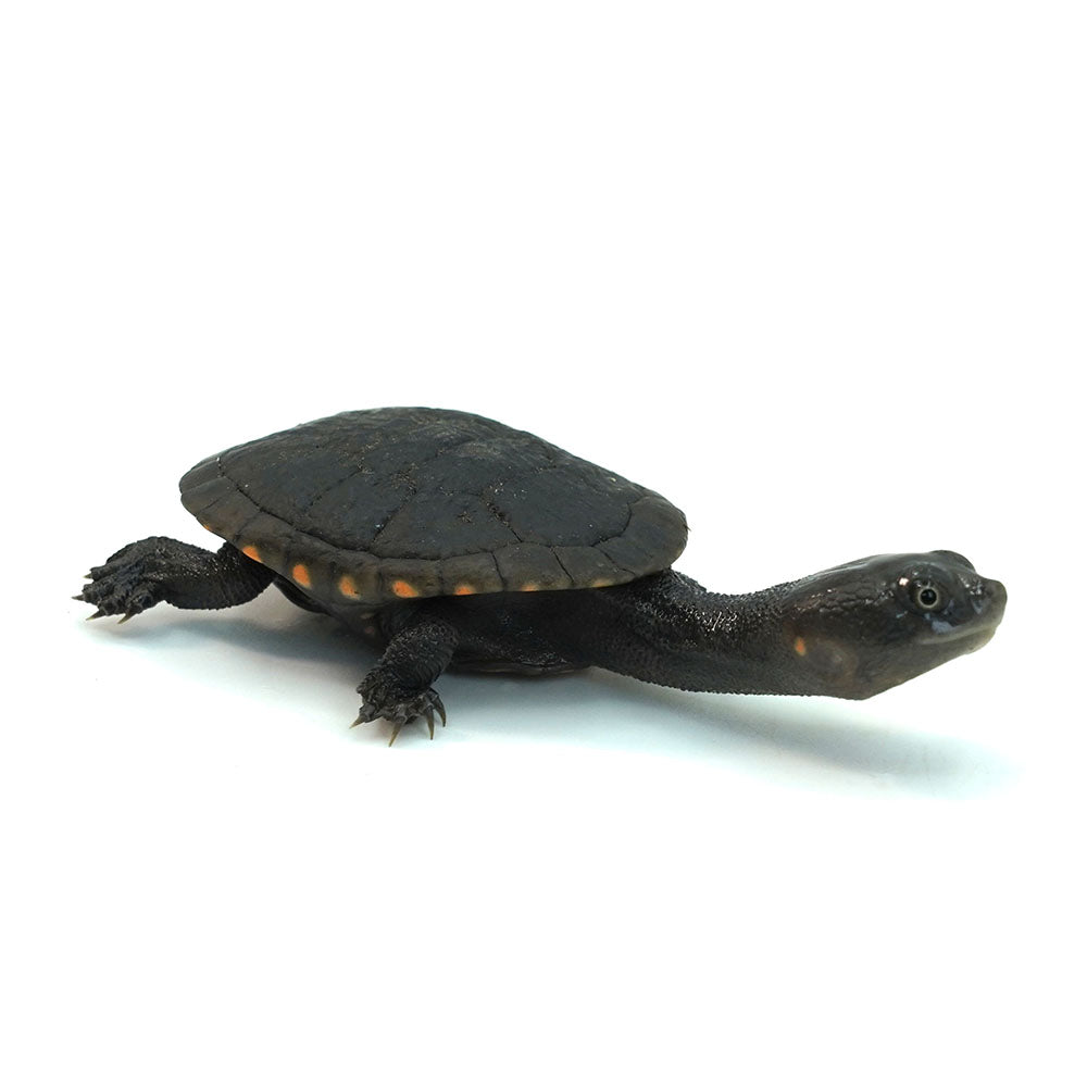 Reimann's Snake-necked Turtle