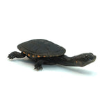 Reimann's Snake-necked Turtle
