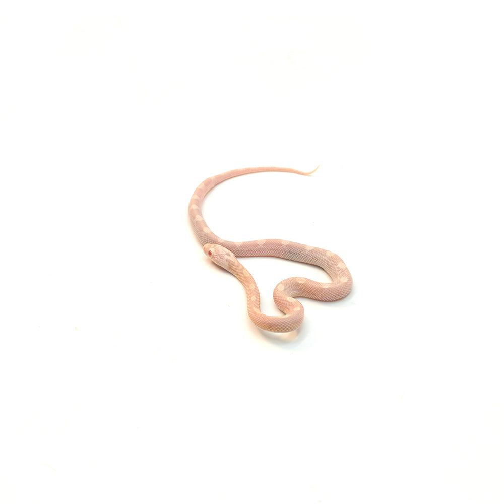 Snow Motley Corn Snake