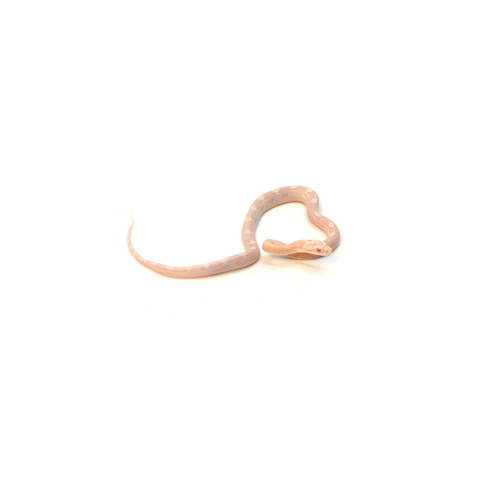 Snow Motley Corn Snake