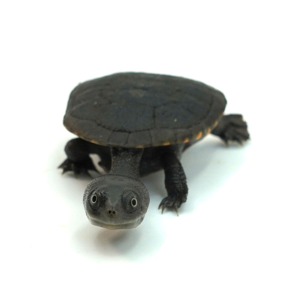 Reimann's Snake-necked Turtle