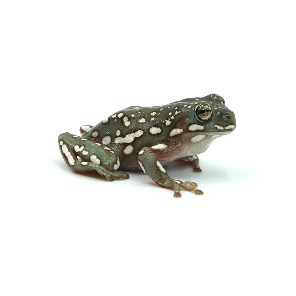 Snow Flake Australian Tree Frog