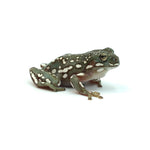 Snow Flake Australian Tree Frog