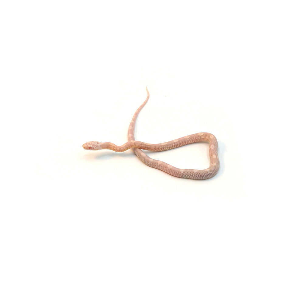 Snow Motley Corn Snake