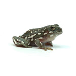 Snow Flake Australian Tree Frog