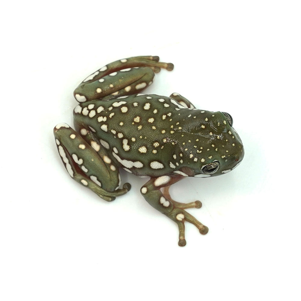 Snow Flake Australian Tree Frog