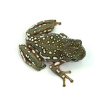 Snow Flake Australian Tree Frog