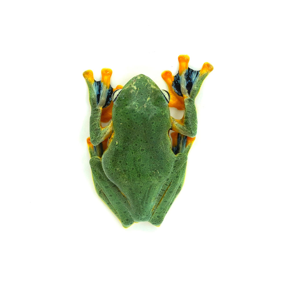 Green Flying Frog
