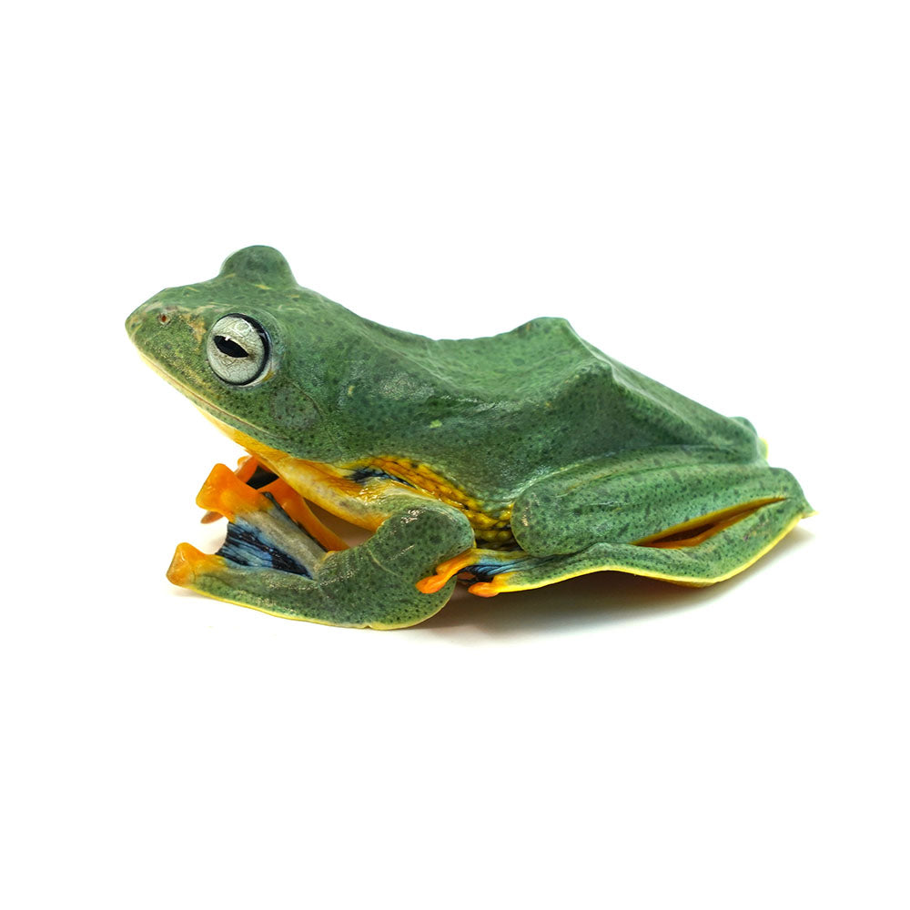 Green Flying Frog