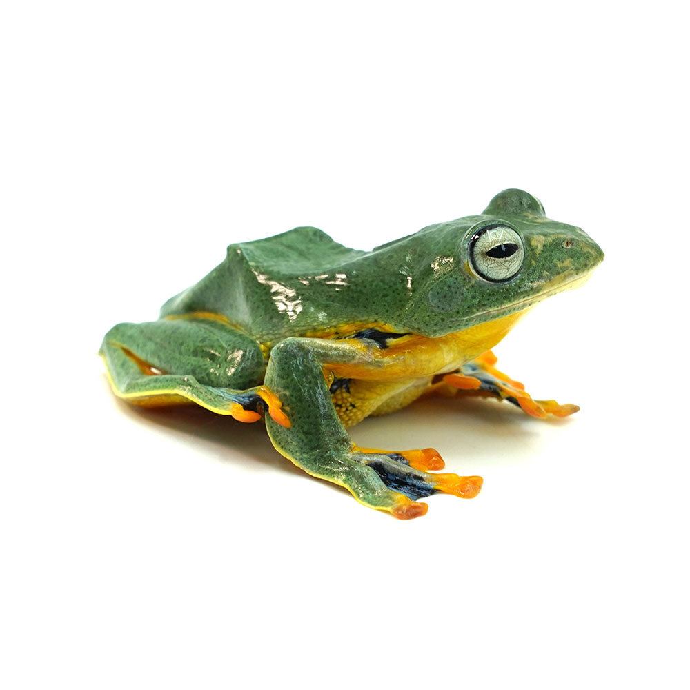 Green Flying Frog