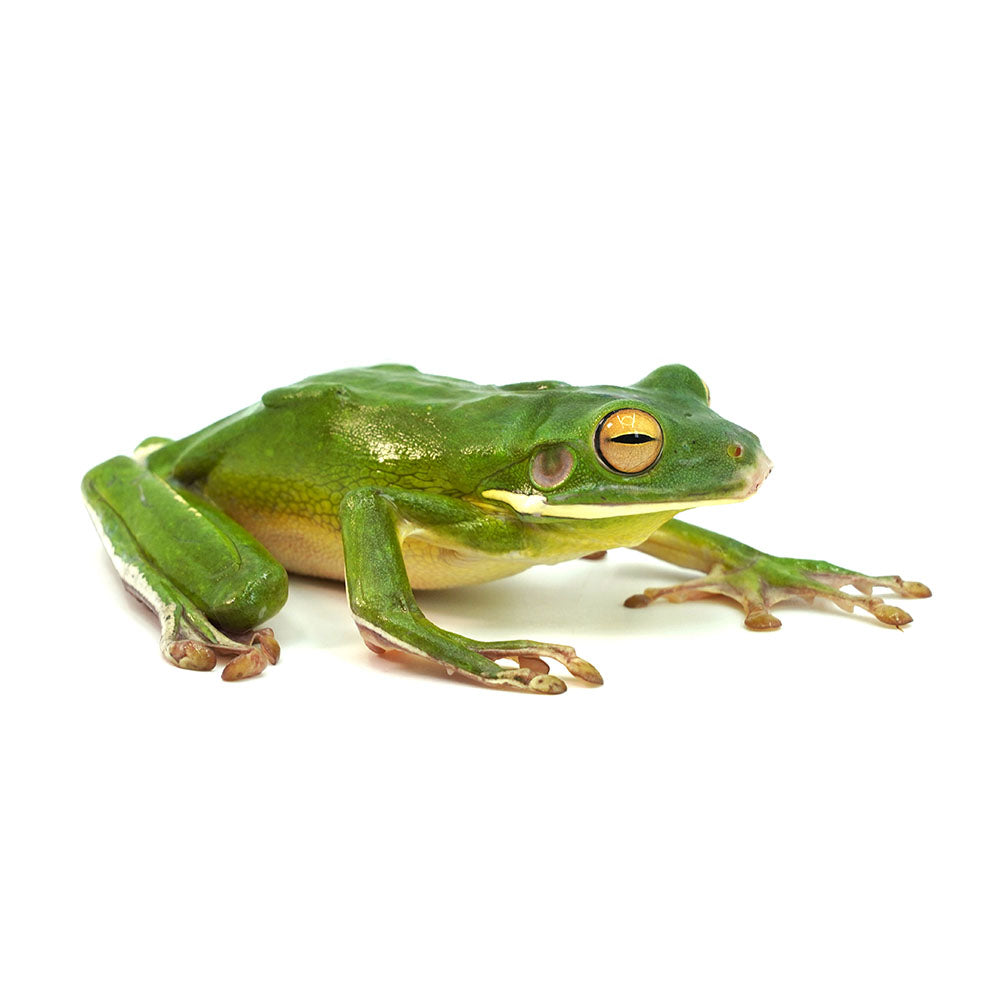 White-lipped Tree Frog