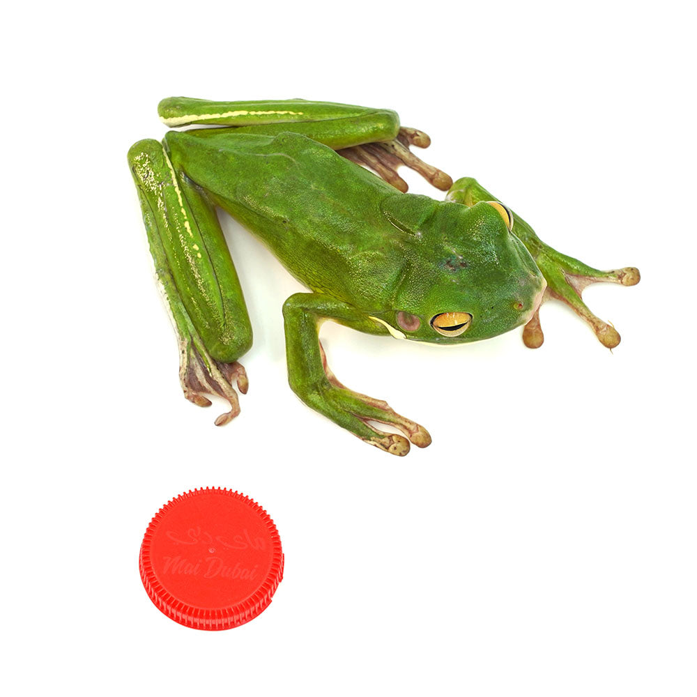 White-lipped Tree Frog