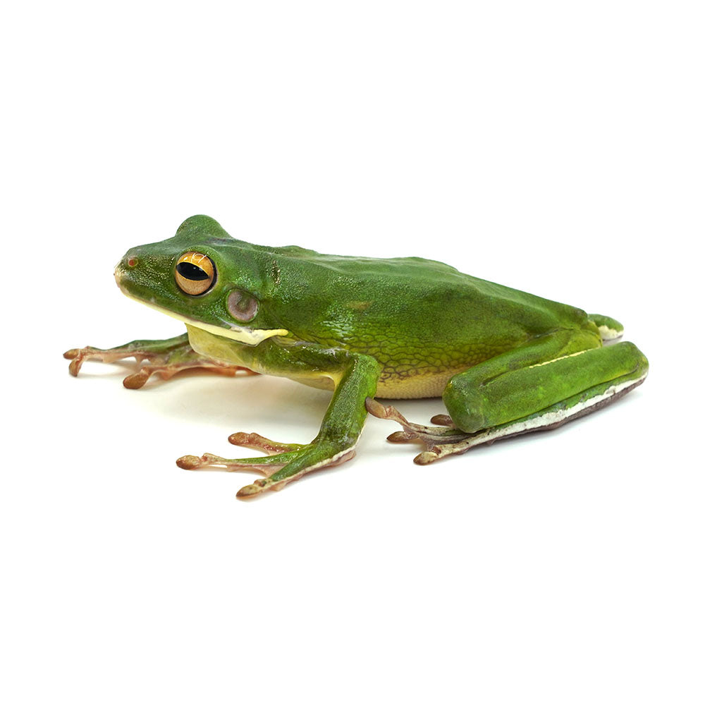 White-lipped Tree Frog