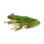 White-lipped Tree Frog