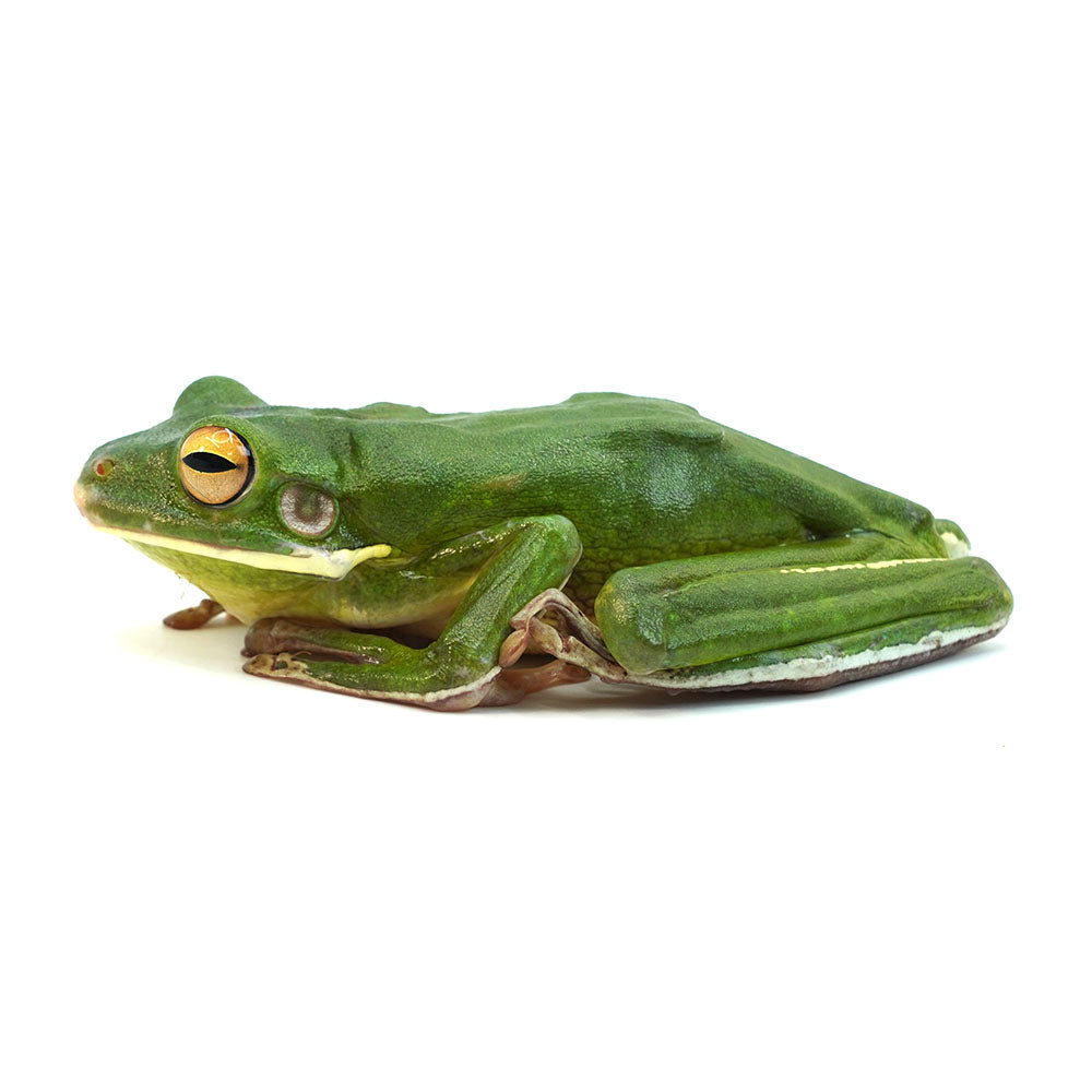 White-lipped Tree Frog
