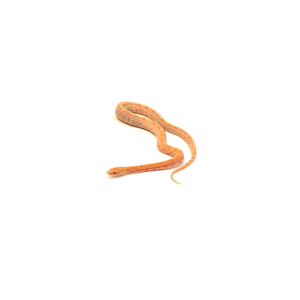 Mandarin Sunkissed Tessera Corn Snake