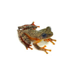 Javan Tree Frog