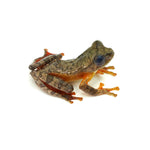 Javan Tree Frog