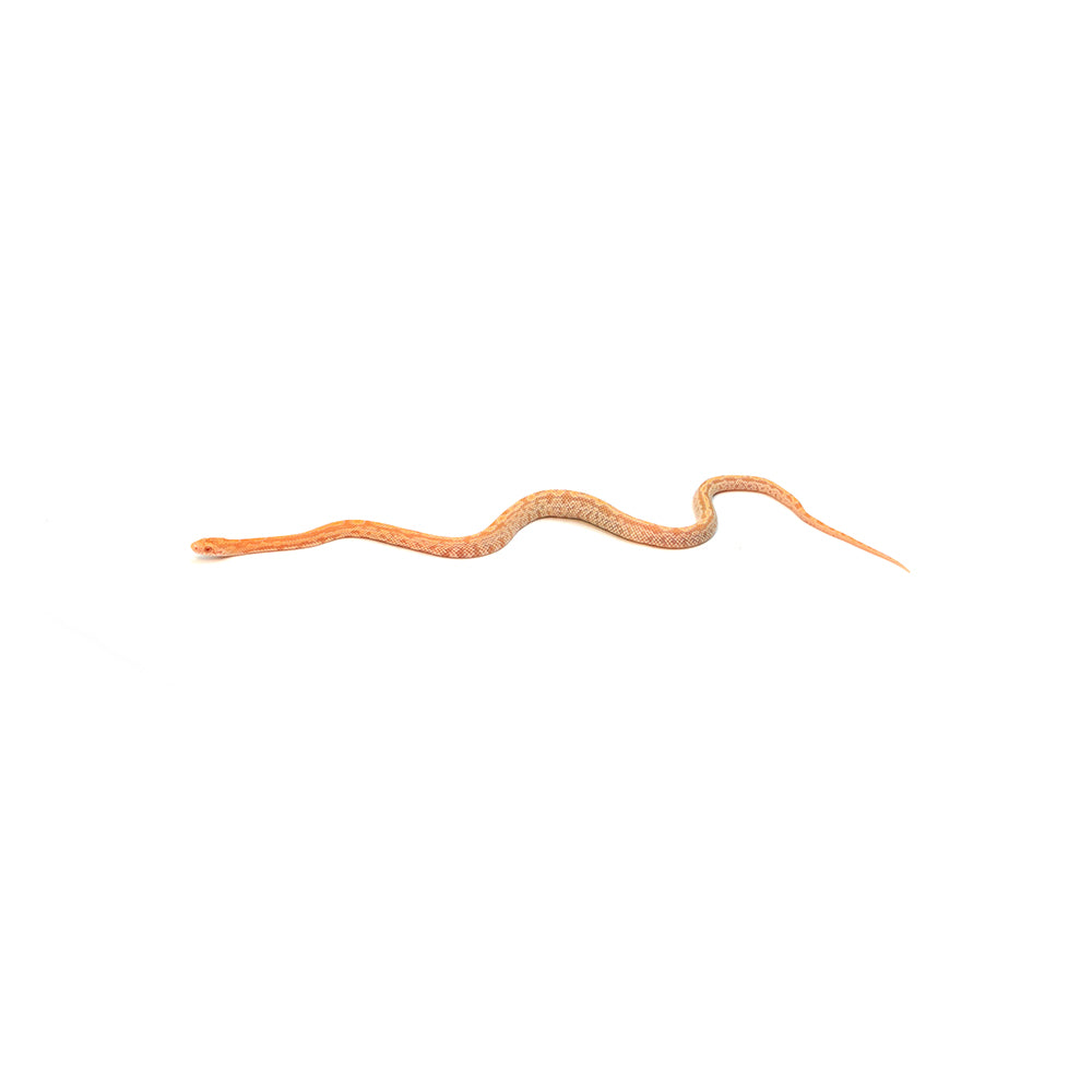 Mandarin Sunkissed Tessera Corn Snake