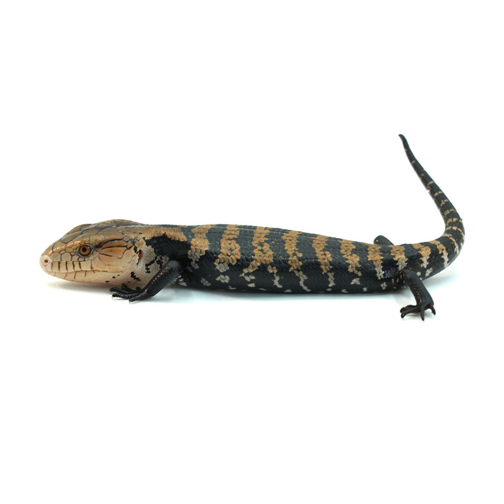 Halmahera Blue Tongue Skink
