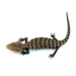 Halmahera Blue Tongue Skink