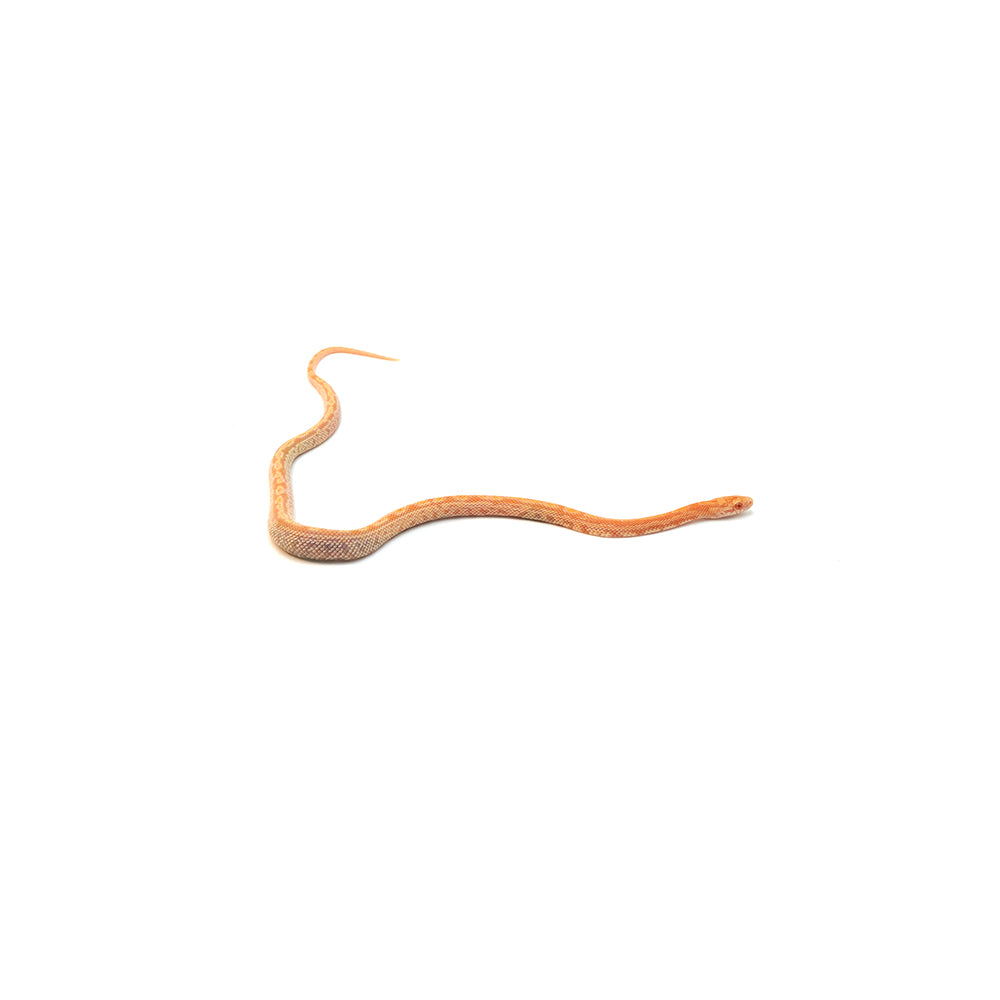 Mandarin Sunkissed Tessera Corn Snake