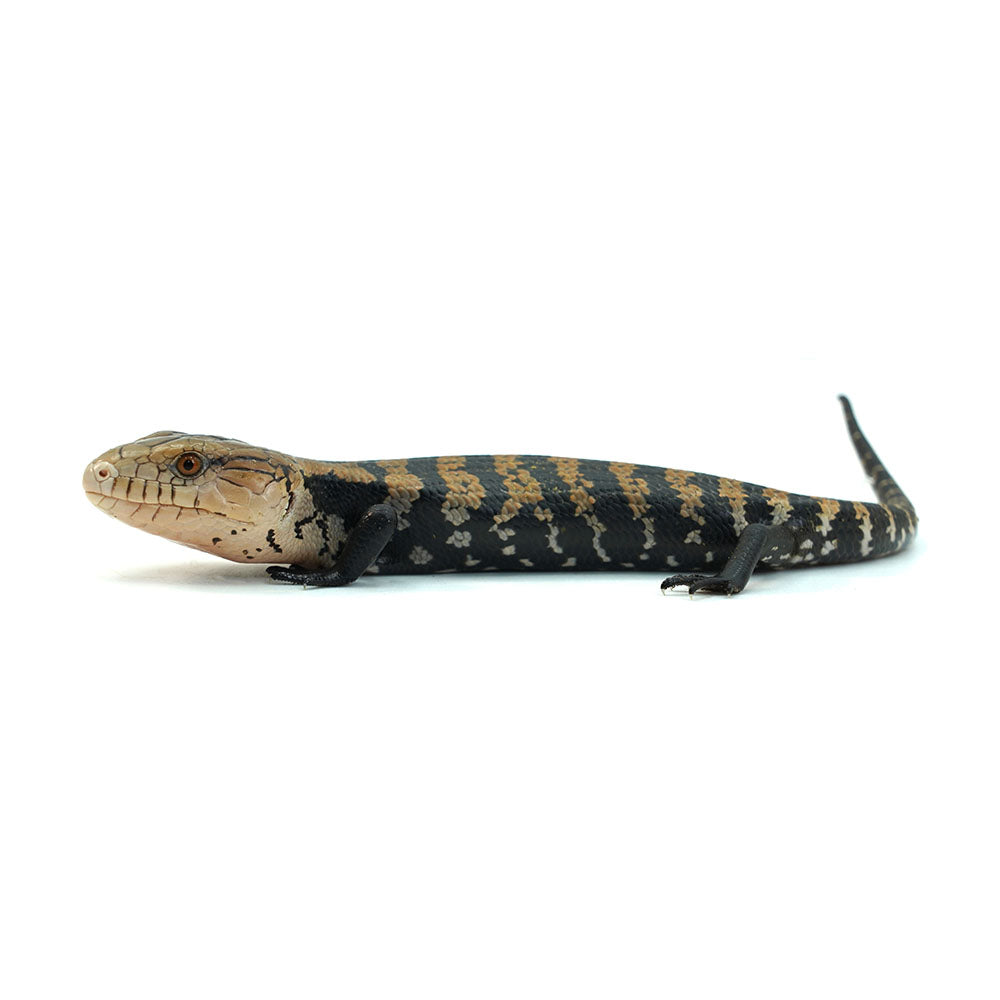 Halmahera Blue Tongue Skink