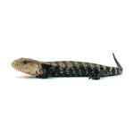 Halmahera Blue Tongue Skink